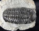Barrandeops ovatus (McKELLAR & CHATTERTON 2009) - Bild &copy; FossNet FossilienStore